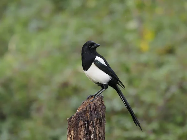 Magpie, pika pika — Stok fotoğraf