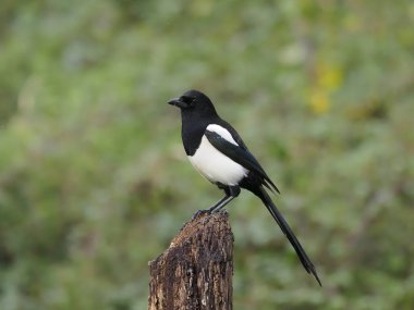 Magpie, pika pika