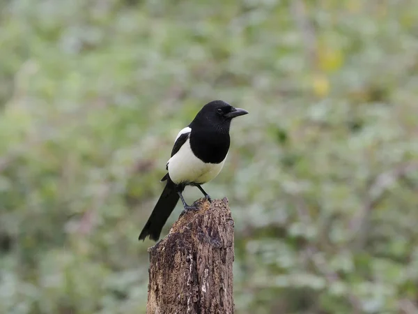 Tagarela, Pica pica — Fotografia de Stock