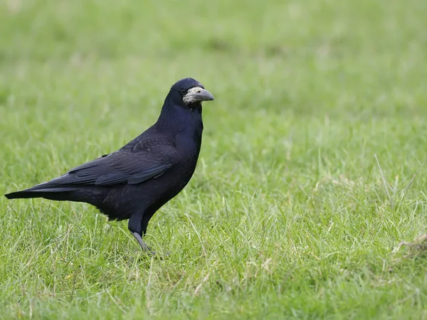 Benteng, Corvus frugilegus — Stok Foto