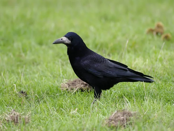 Gancio, Corvus frugilegus — Foto Stock