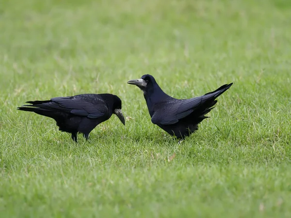 Rook, Corvus frugilegus — Photo