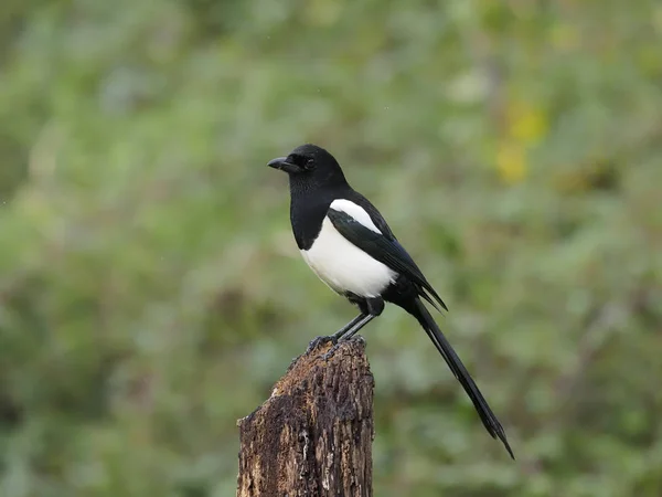 Szarka (pica pica) — Stock Fotó