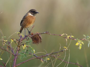 Stonechat, Saxicola rubicola