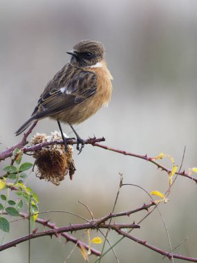 Stonechat, Saxicola rubicola