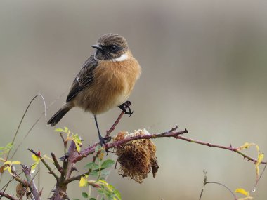 Stonechat, Saxicola rubicola
