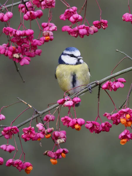 青シジュウカラ、cyanistes caeruleus — ストック写真