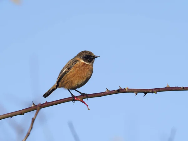 Tarabilla común, rubicola de Saxicola — Foto de Stock