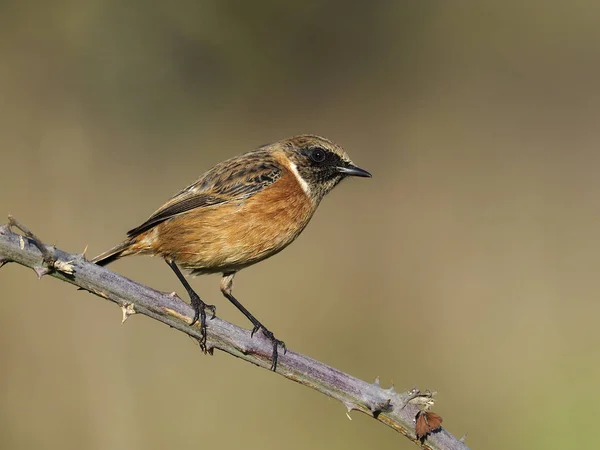 Tarabilla común, rubicola de Saxicola — Foto de Stock