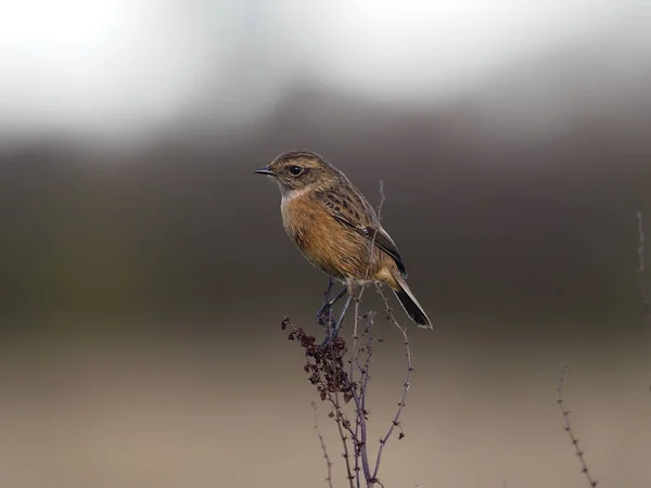 Stonechat, Saxicola rubicola — Stock Photo, Image