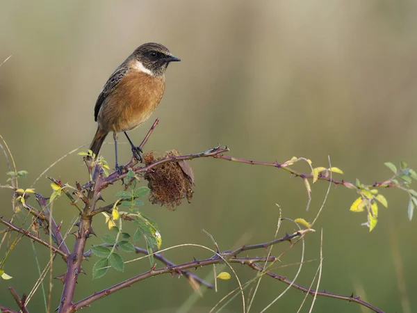 Bramborníček černohlavý, Saxicola rubicola — Stock fotografie