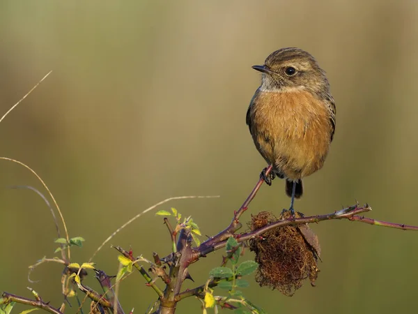 Bramborníček černohlavý, Saxicola rubicola — Stock fotografie