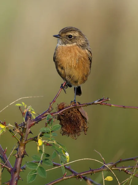 Stonechat, Saxicola rubicola — Stock Photo, Image