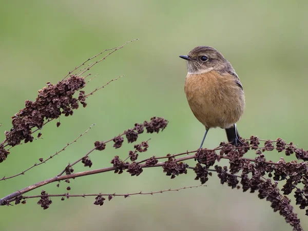 Schwarzkehlchen, Saxicola rubicola — Stockfoto