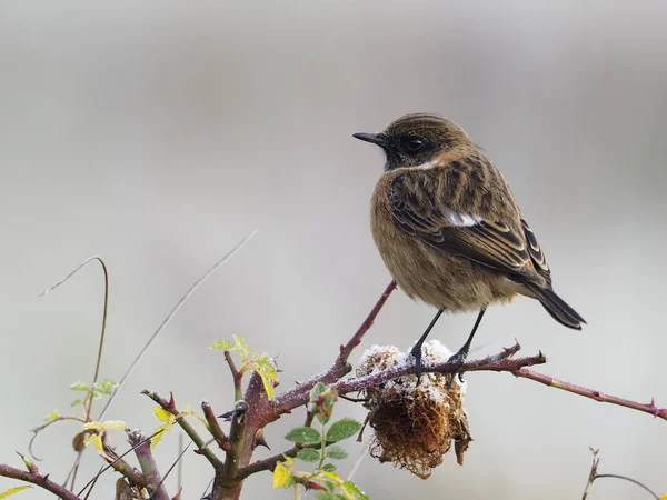 Schwarzkehlchen, Saxicola rubicola — Stockfoto