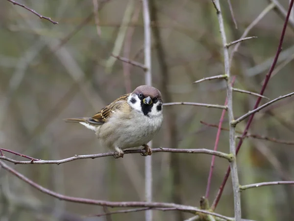 Passero albero, Passer montanus — Foto Stock