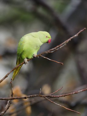 muhabbet kuşu, halka boyunlu psittacula krameri