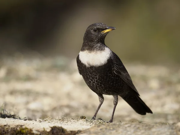 Tozel de anillo, Turdus torquatus — Foto de Stock