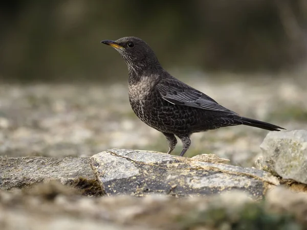 Tozel de anillo, Turdus torquatus — Foto de Stock