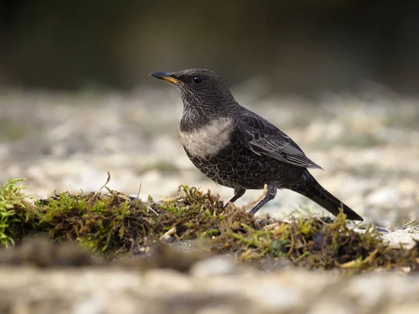 Anello ouzel, Turdus torquatus — Foto Stock