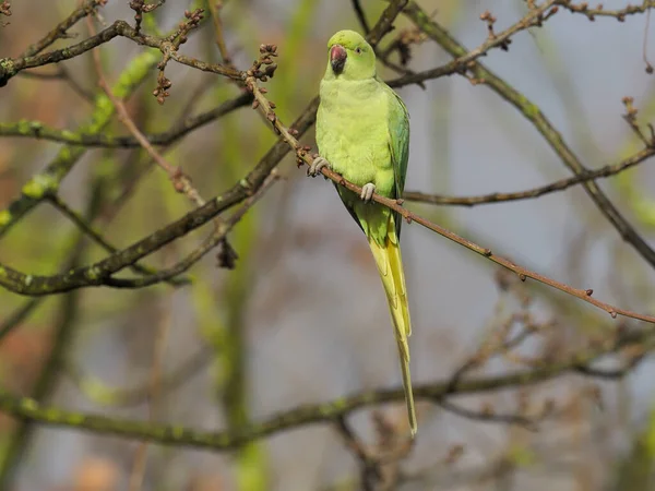 Ring-necked parakeet, Psittacula krameri — Stock Photo, Image