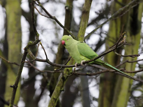 Ring-necked parakeet, Psittacula krameri — Stock Photo, Image