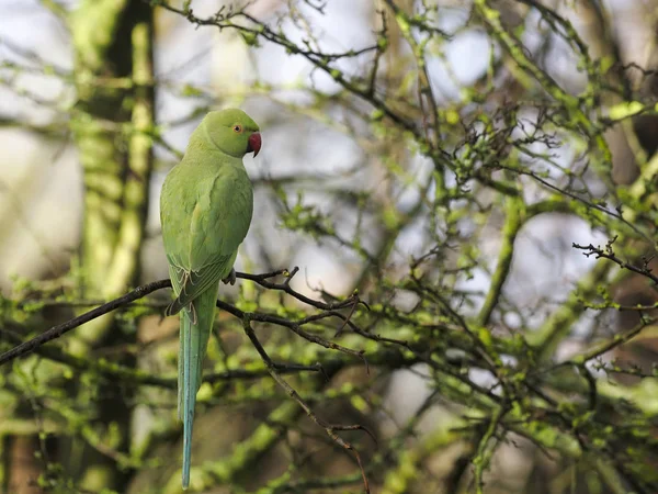 Ring-necked parakeet, Psittacula krameri — Stock Photo, Image