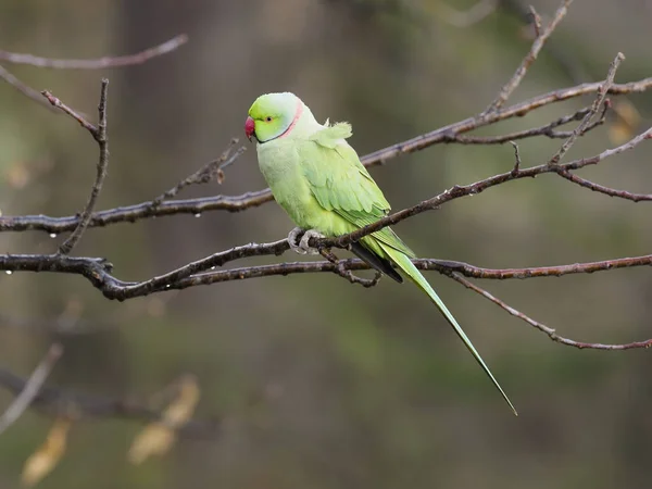 Ring-necked parakeet, Psittacula krameri — Stock Photo, Image