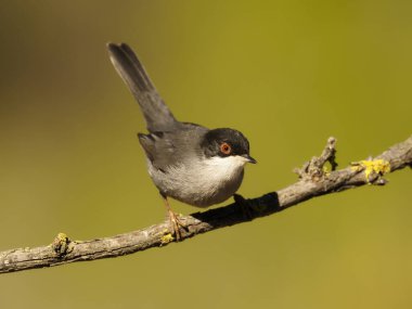 Maskeli ötleğen Sylvia melanocephala   
