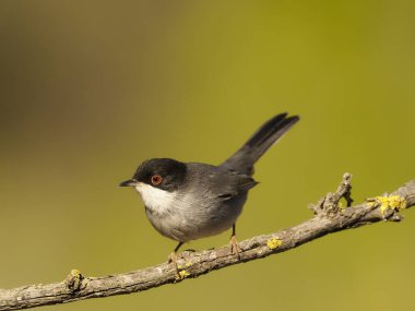Maskeli ötleğen Sylvia melanocephala   