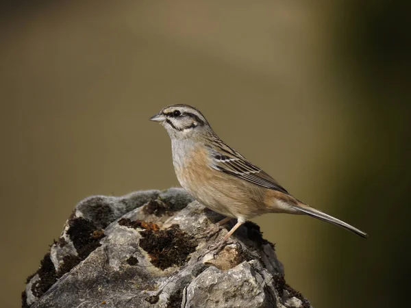 멧 새, Emberiza cia 바위 — 스톡 사진