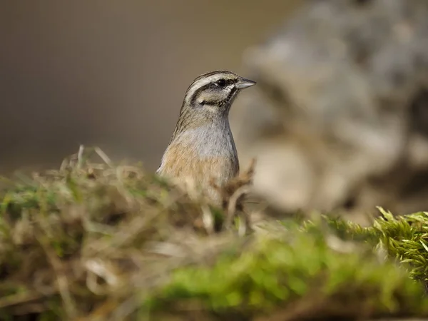 멧 새, Emberiza cia 바위 — 스톡 사진