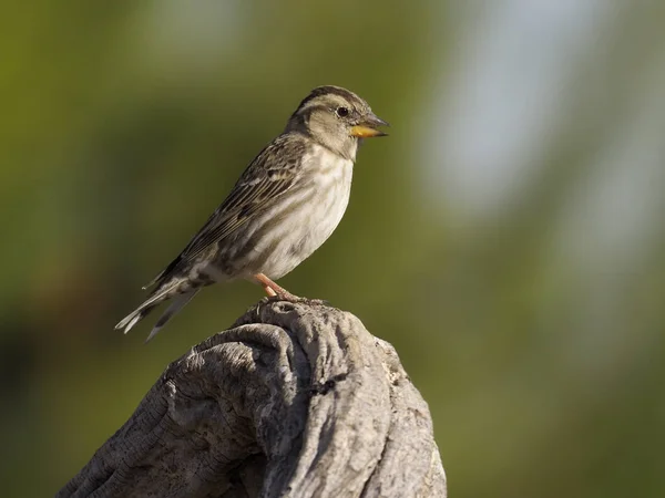 Rock sparrow, Petronia petronia — Stock Photo, Image