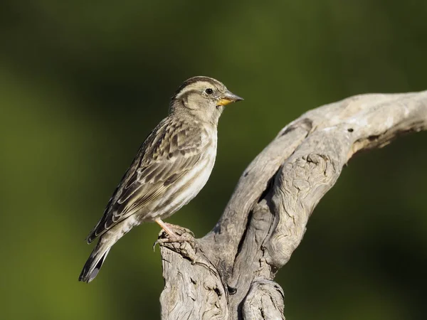 Rock sparrow, Petronia petronia — Stock Photo, Image