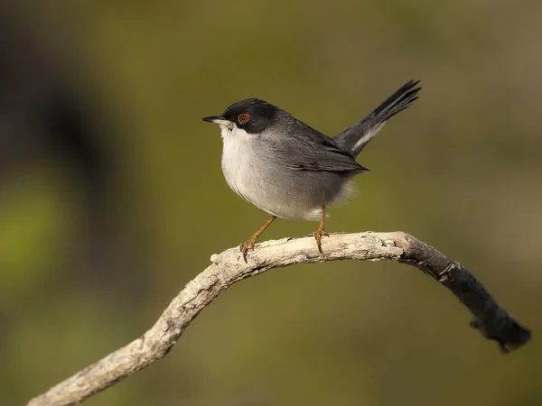 Sardische Grasmücke, Sylvia melanocephala — Stockfoto