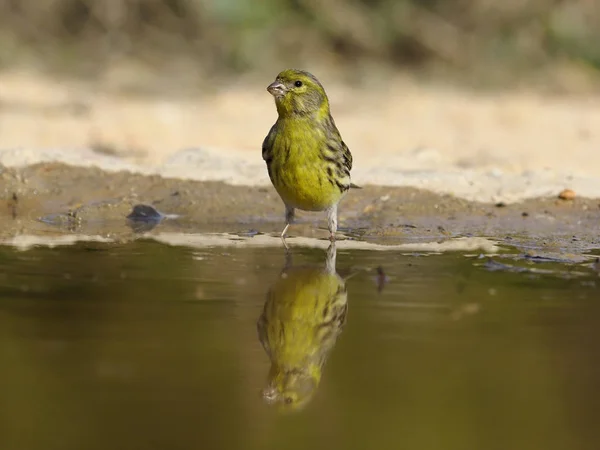 Serin, serinus serinus — Stockfoto