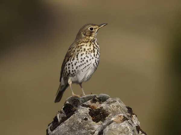 Drozd, turdus philomelos — Zdjęcie stockowe