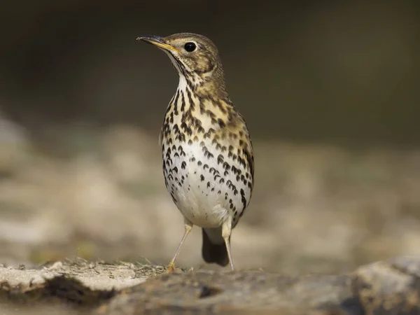 Tordo da canção, Turdus philomelos — Fotografia de Stock