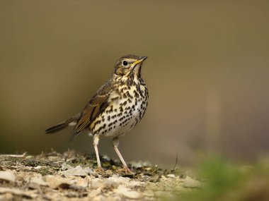 şarkı pamukçuk, turdus philomelos