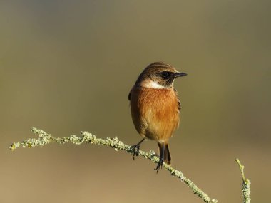 Stonechat, Saxicola rubicola