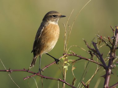 Stonechat, Saxicola rubicola
