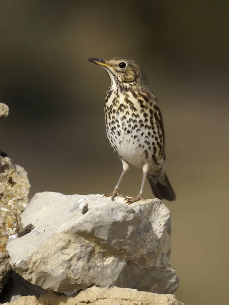 Tordo da canção, Turdus philomelos — Fotografia de Stock