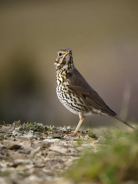 Tordo da canção, Turdus philomelos — Fotografia de Stock