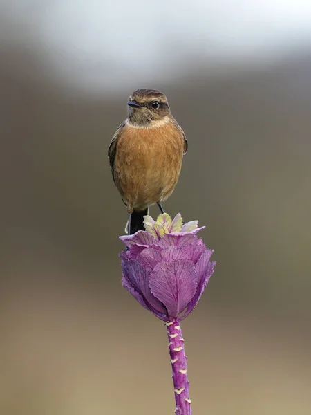 Roodborsttapuit, Saxicola torquatus — Stockfoto