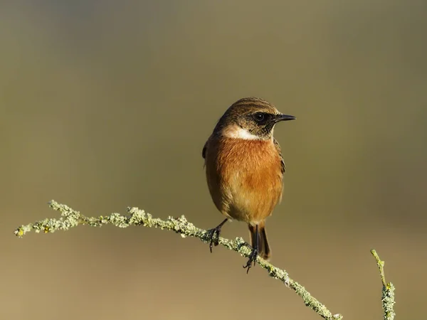 Cartaxo, Saxicola rubicola — Fotografia de Stock