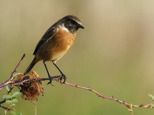 Bramborníček černohlavý, Saxicola rubicola — Stock fotografie