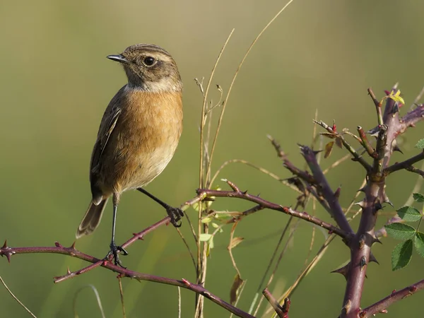 Tarabilla común, rubicola de Saxicola — Foto de Stock