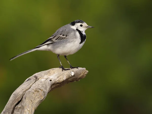 Konipas bílý, motacilla alba — Stock fotografie