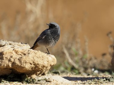 Siyah kızılay, Phoenicurus ochruros