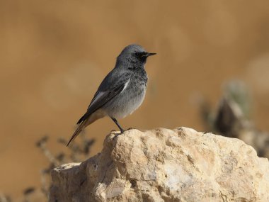 Siyah kızılay, Phoenicurus ochruros
